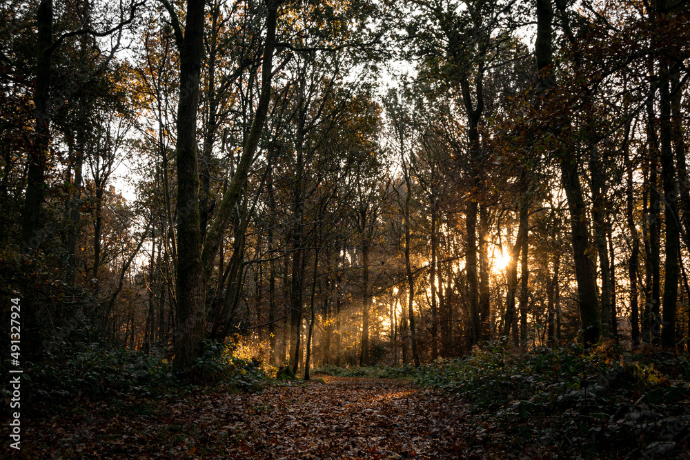 Obraz premium Beautiful autumnal forest landscape with mornig sun beams coming through the trees. Moody sunrise in woodland covered with fallen golden leafes in autumn season.