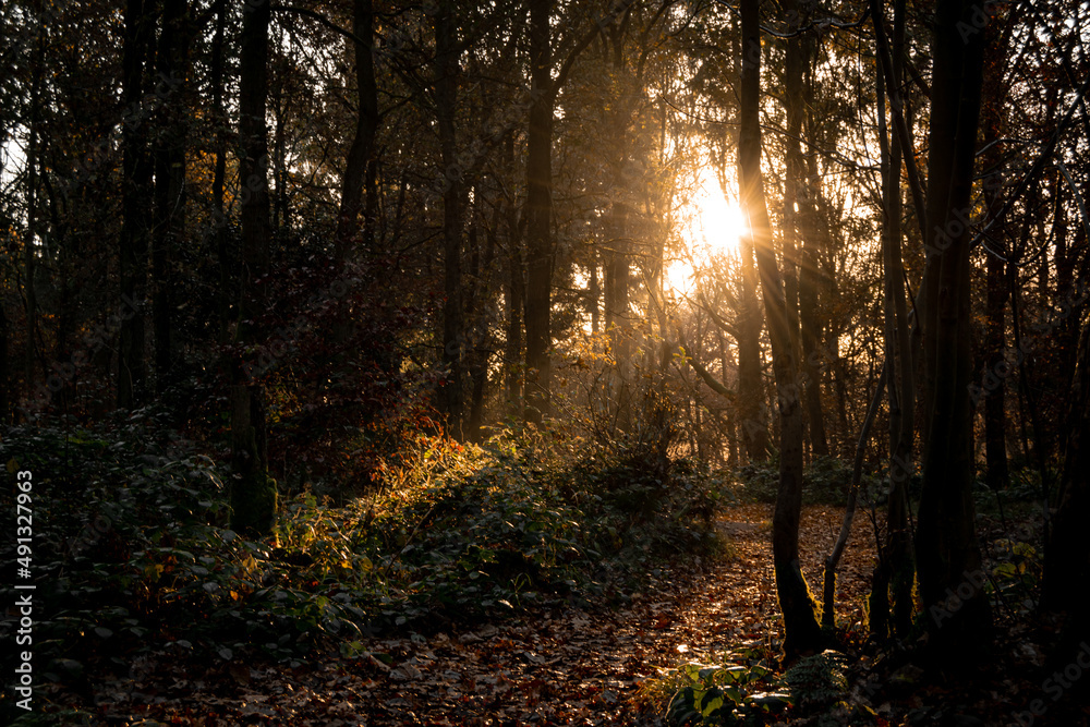Beautiful autumnal forest landscape with mornig sun beams coming through the trees. Moody sunrise in woodland covered with fallen golden leafes in autumn season.