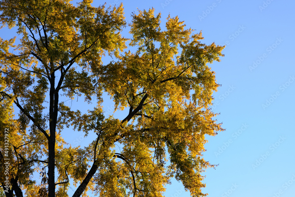 Morning light on an autumn tree brightens up the leaves