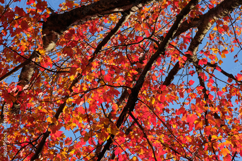 Colorful red autumn leaves on tree branches backlit by the morning sun