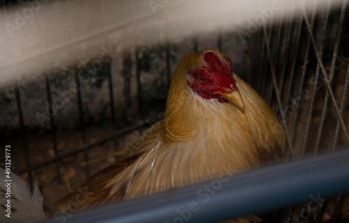 Gallo o gallina de corral