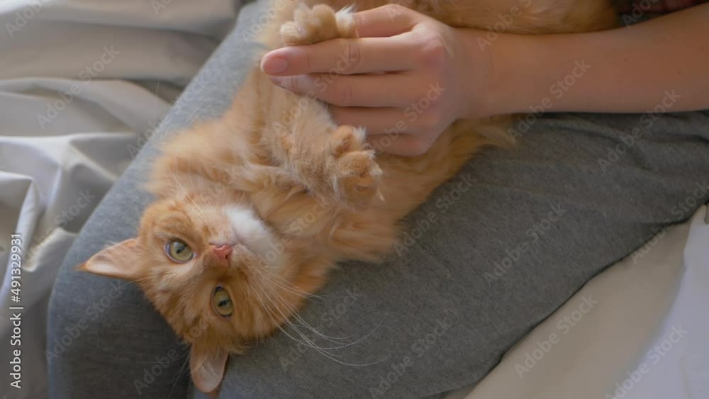 Woman is cutting ginger cat's claws with manicure scissors. Spa, health