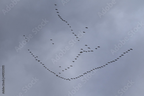 Flock of Geese in a Cloudy Sky