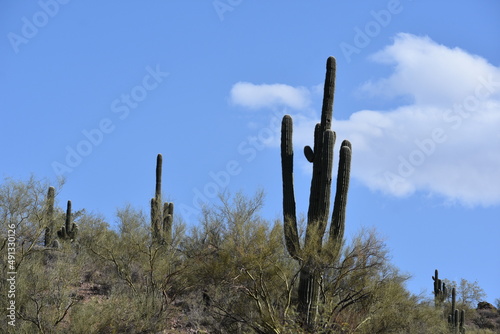 saguaro cactus in state © Ri
