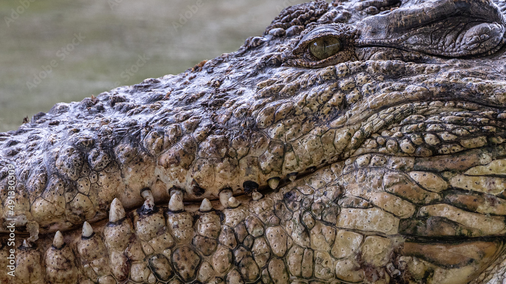Obraz premium Close-up of alligator's on a big pond