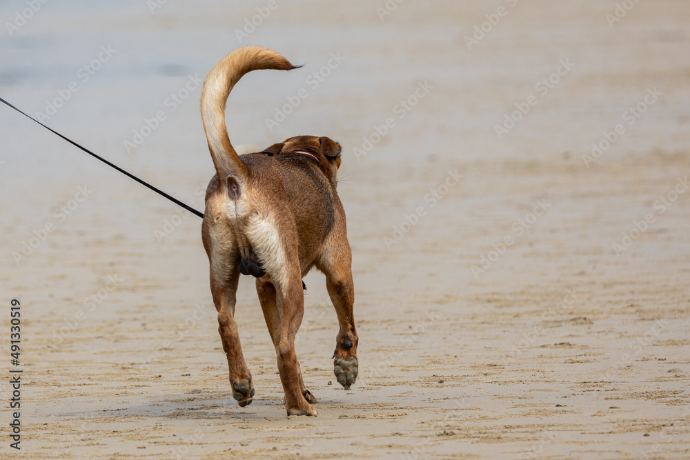 A dog with a leash walk at beach A dog with a leash walk at beach