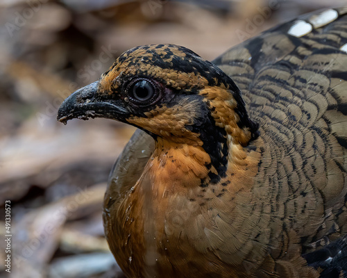 Red-breasted partridge also known as the Bornean hill-partridge It is endemic to hill and montane forest in Borneo photo