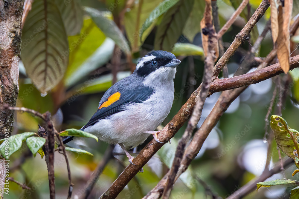Nature wildlife bird known as Blyth's Shrike-Babbler (Pteruthius Aeralatus) Nature wildlife bird known as Blyth's Shrike-Babbler (Pteruthius Aeralatus)