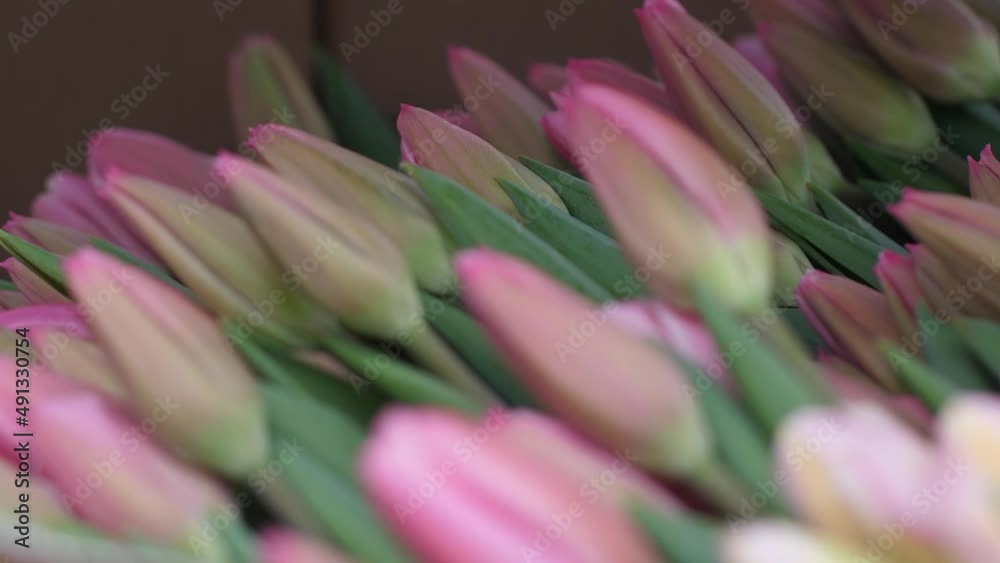 Flower nursery with beautiful tulip flowers. Spring flowers bloom in pots beautifully. Selective focus Flower nursery with beautiful tulip flowers. Spring flowers bloom in pots beautifully. Selective focus