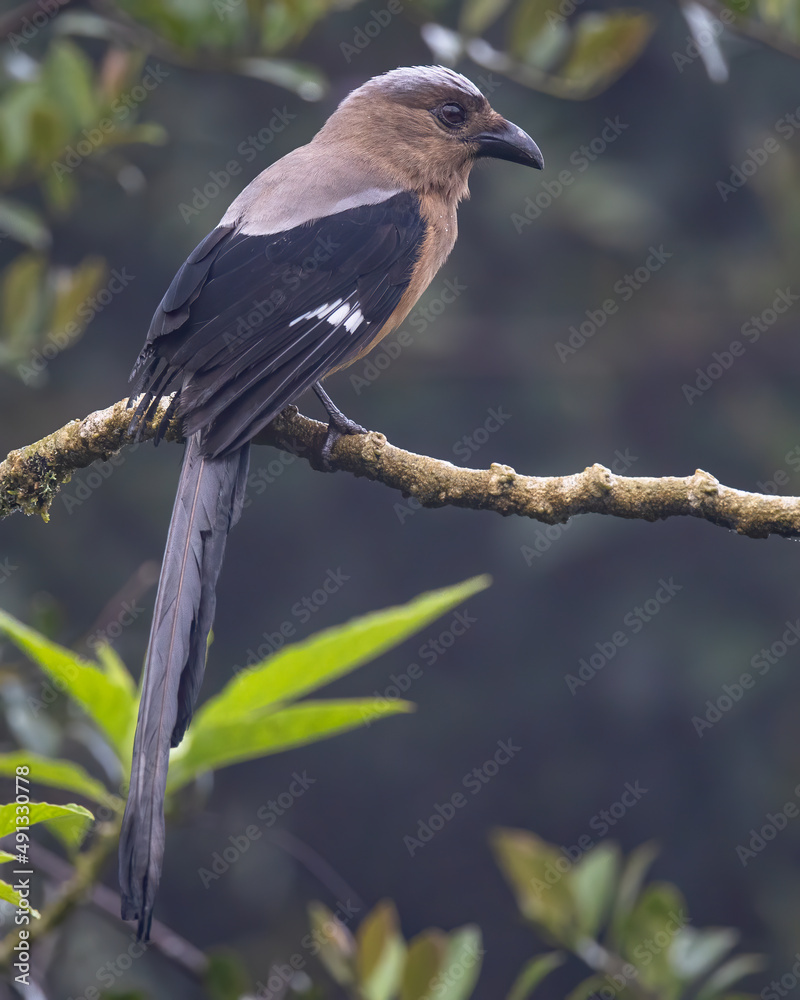 Obraz premium beautiful huge bird of Bornean Treepie (Dendrocitta Cinerascen) known also endemic to Borneo Island