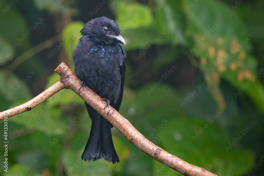 Bronze Drongo bird (Dicrurus aeneus) perching on tree branch Bronze Drongo bird (Dicrurus aeneus) perching on tree branch