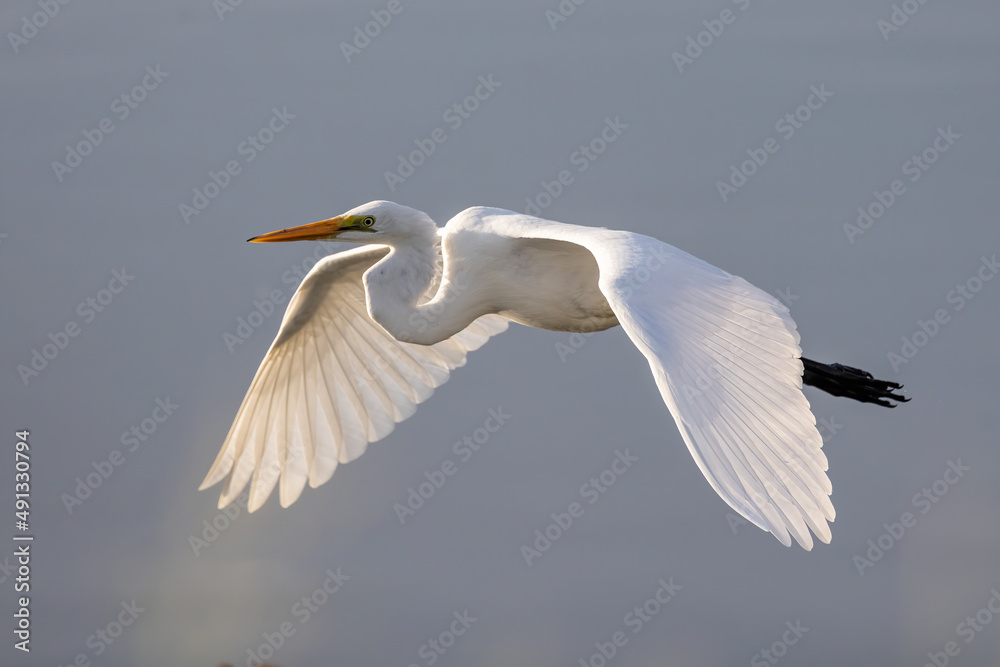 Nature wildlife image of cattle egret on flying Nature wildlife image of cattle egret on flying
