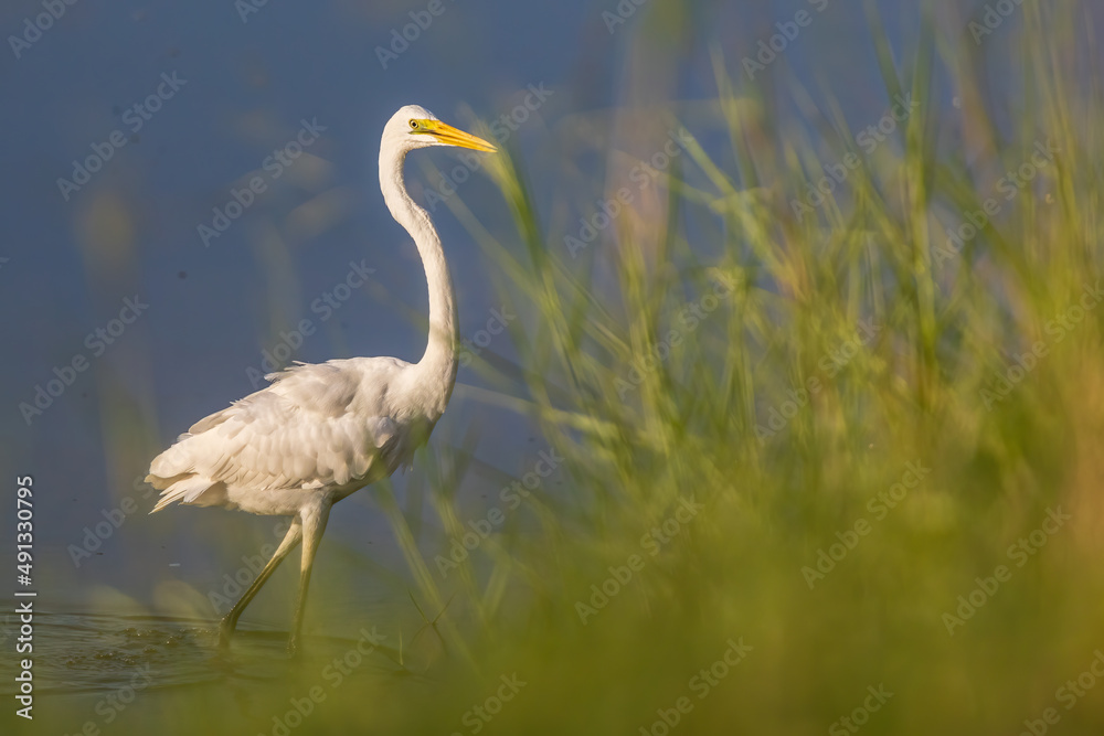 Obraz premium Nature wildlife image of Egret bird on wetland center in Kota Kinabalu, Sabah, Malaysia. Cattle egret bird Chilling