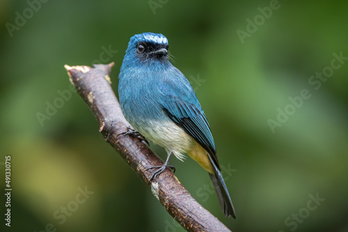 Beautiful blue color bird known as Indigo Flycatcher on perch at nature habits in Sabah, Borneo