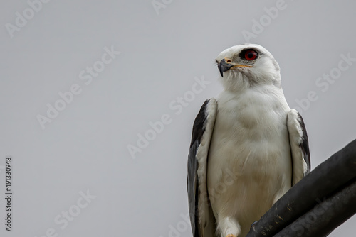 Black-winged Kite also known as a Black-shoulder kite eagle sitting on a cable.