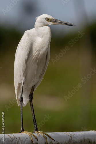 Nature wildlife image of cattle egret on paddy field with nature green background