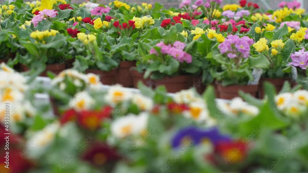 Nursery with beautiful flowers. Spring flowers bloom beautifully in pots. Selective focus Nursery with beautiful flowers. Spring flowers bloom beautifully in pots. Selective focus