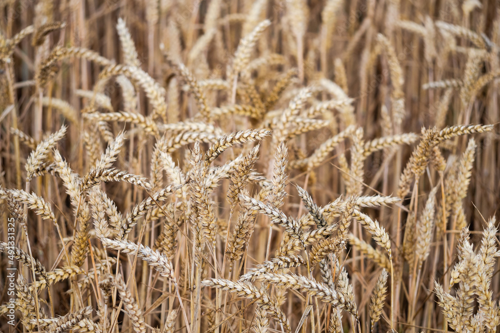 Fototapeta premium Ripe grain in the field.