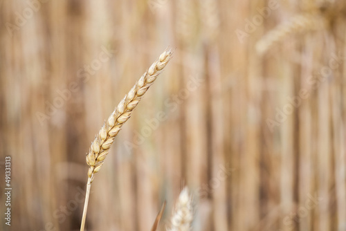 Ripe grain in the field.