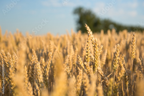 Weizenfeld  Landwirtschaft 