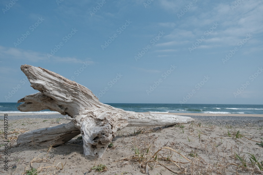 海辺に打ち上げられた流木