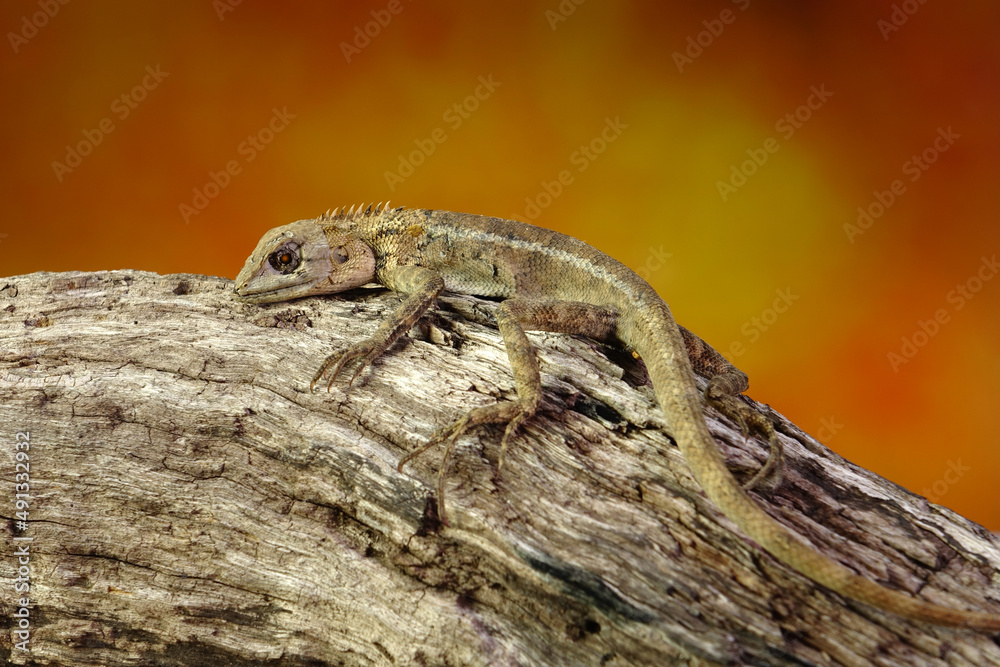 Common garden lizard molting on the tree in summer season. Lizard shedding skin. Selective focus with copy space Common garden lizard molting on the tree in summer season. Lizard shedding skin. Selective focus with copy space