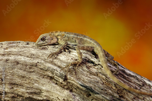 Common garden lizard molting on the tree in summer season. Lizard shedding skin. Selective focus with copy space © Cheattha