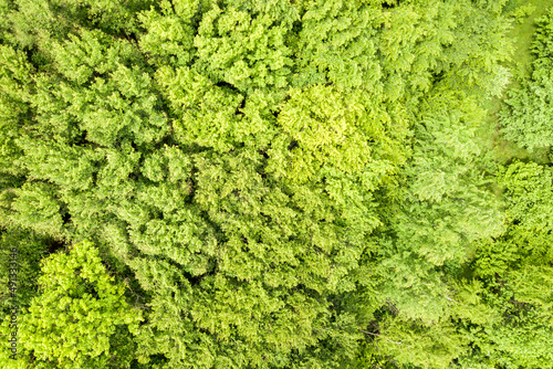Top down aerial view of green summer forest with canopies of many fresh trees. © bilanol