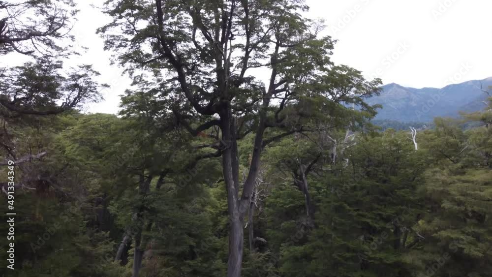 Bosque y Montañas Sur Argentino Bosque y Montañas Sur Argentino
