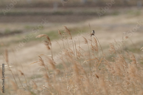 common reed bunting in the field