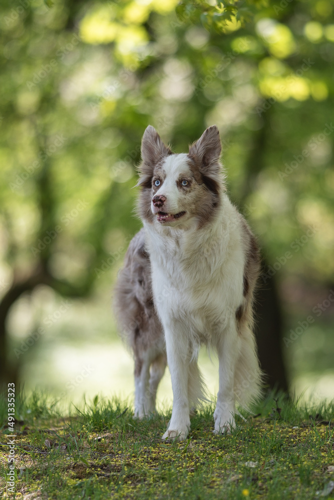 Marbled border collie dog with multi-colored eyes standing in the grass on a spring sunny day