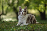 A marble border collie with multicolored eyes resting in the grass among the spring park