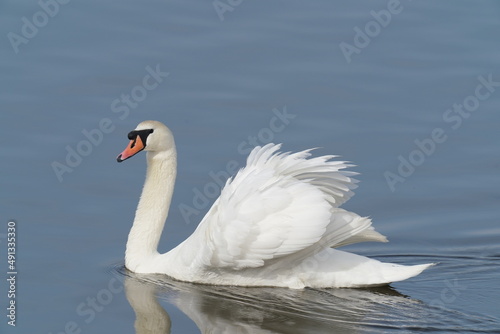 Fototapeta Naklejka Na Ścianę i Meble -  mute swan in the river