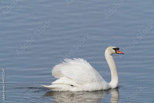 mute swan in the river