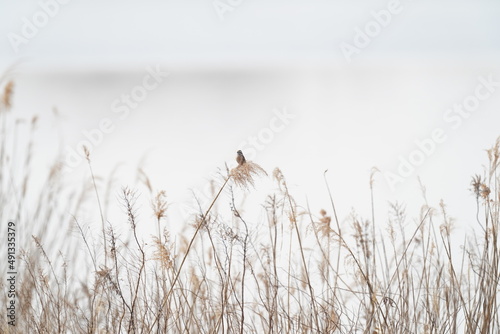 common reed bunting in the field