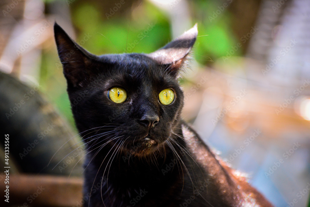 black cat with yellow eyes, international cat day,  world animal day, animal adoption day, san francisco de assis day, adopt pet