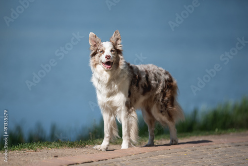A marbled border collie dog with multi-colored eyes walking along the shore of a blue lake on a sunny day.