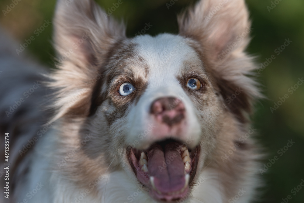 Marble hotsell border collie