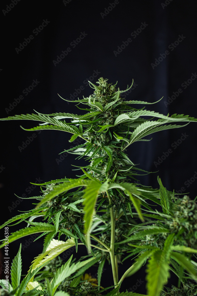 Fototapeta premium green leaves and bud from a marijuana plant