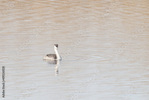 great crested grebe in the river