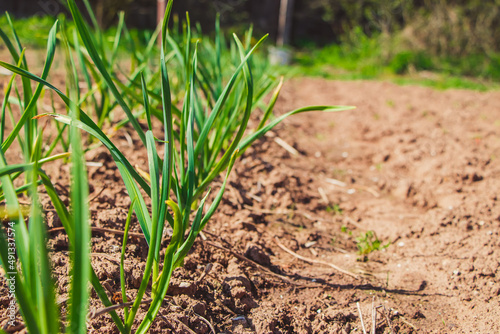 First greens grow in garden in spring. Gardening and growing farm vegetables. Rural life.