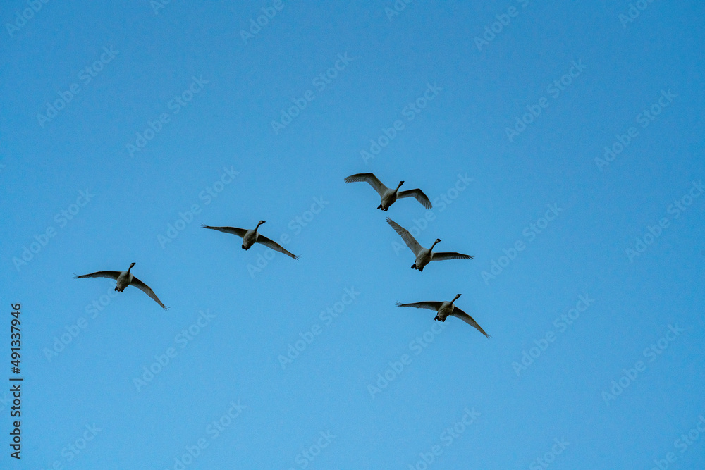 Flock of birds against blue sky Flock of birds against blue sky
