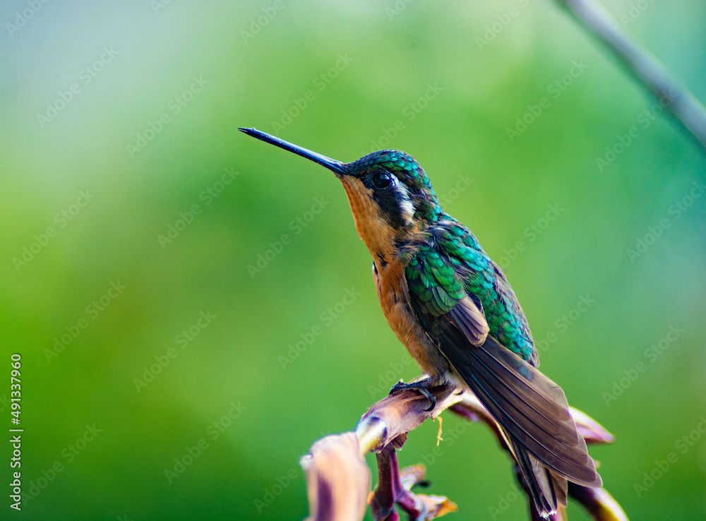 Fototapeta premium Colibrí
