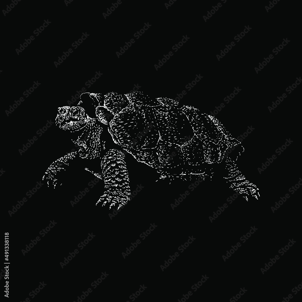 Fototapeta premium tortoise hand drawing vector illustration isolated on black background
