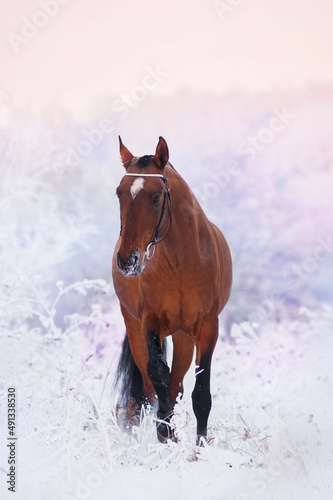 a bay Akhal-Teke gelding walks on a very cold winter day at a pink-purple sunset among trees in hoarfrost