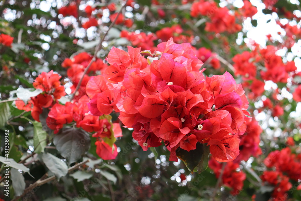 Flor silvestre Flor silvestre