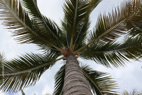 Palmera caribe  a