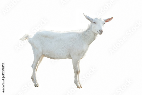 Young white goat in full growth isolated on white background