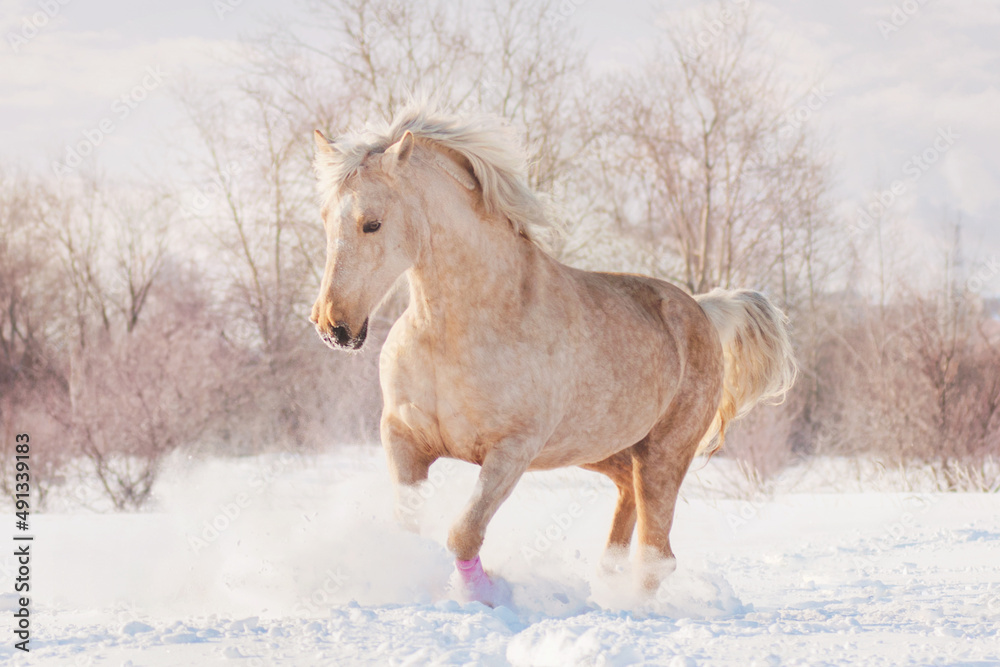 a palomino horse runs free on large snowdrifts at sunset in a winter field - obrazy, fototapety, plakaty 