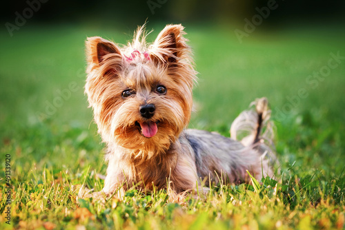 a small dog yorkshire terrier with a red bow on his head lies on a green lawn and shows his tongue on a hot summer day photo